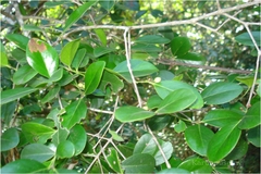 Chionanthus zeylanica